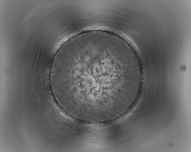 X0000090770937200707201436