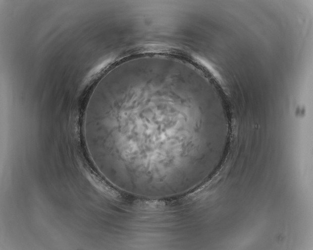 X0000090771403200707201429