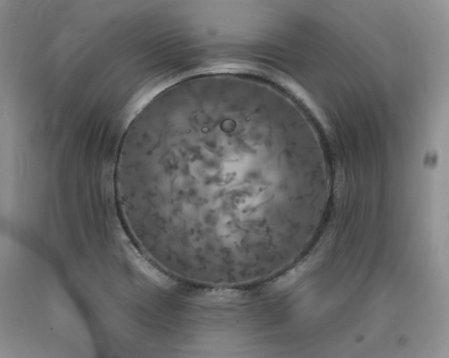 X0000090771417200707201429