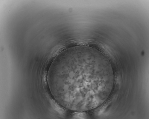 X0000090770185200707271535