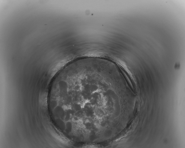 X0000090770299200707271533