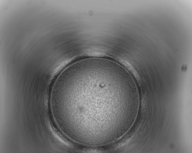 X0000090770533200707271529