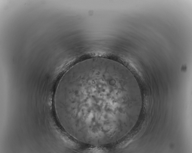 X0000090770545200707271529