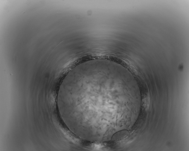 X0000090770662200707271528