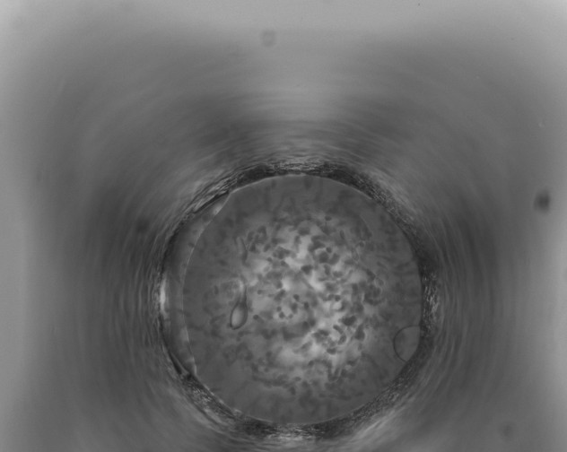 X0000090770745200707271527