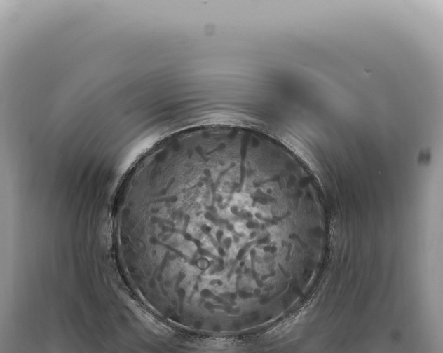 X0000090771067200707271522