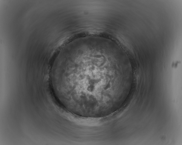 X0000090770032200708031702