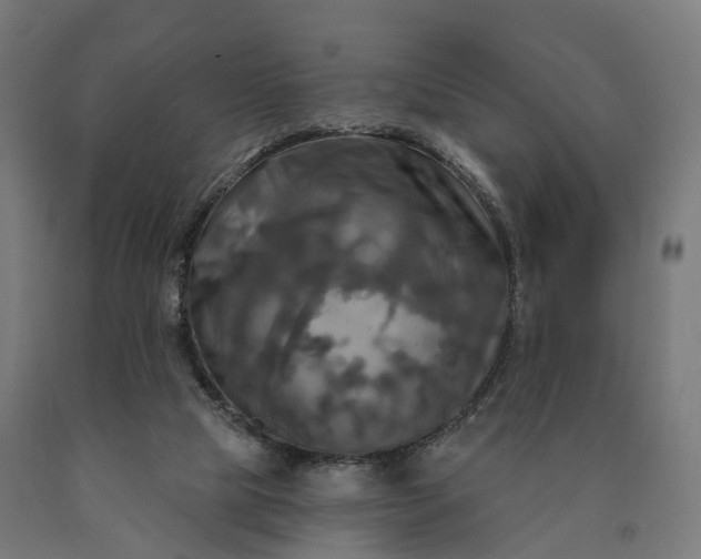 X0000090770065200708031702