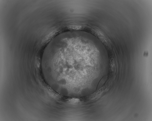 X0000090770374200708031658