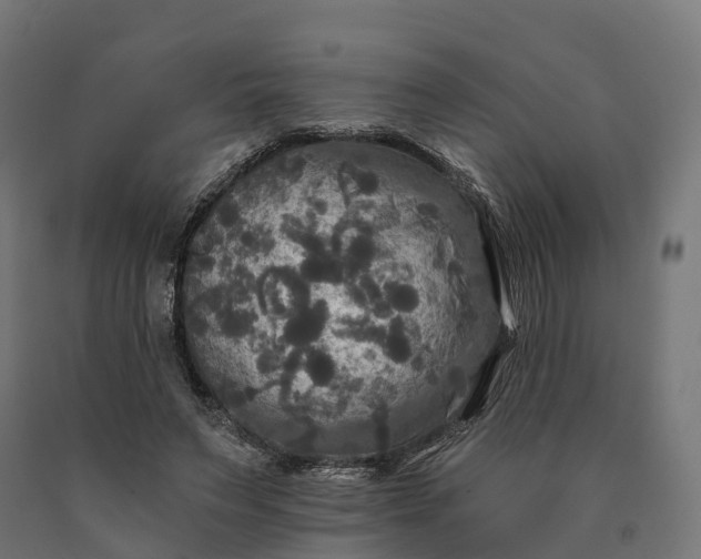 X0000090770495200708031656