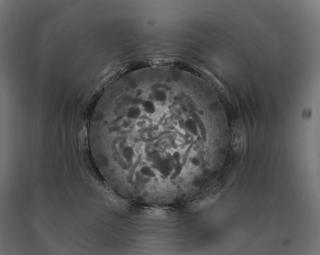 X0000090770523200708031655