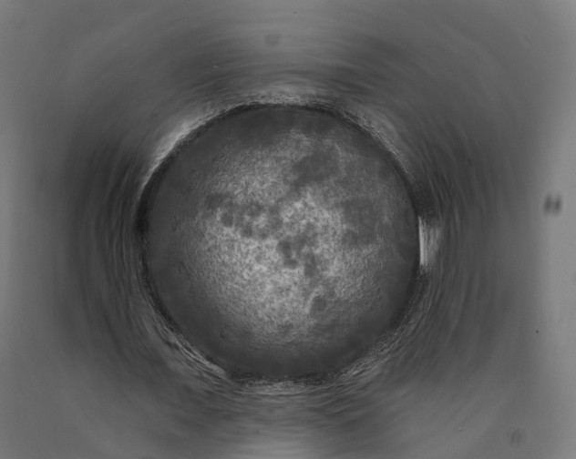 X0000090770675200708031653