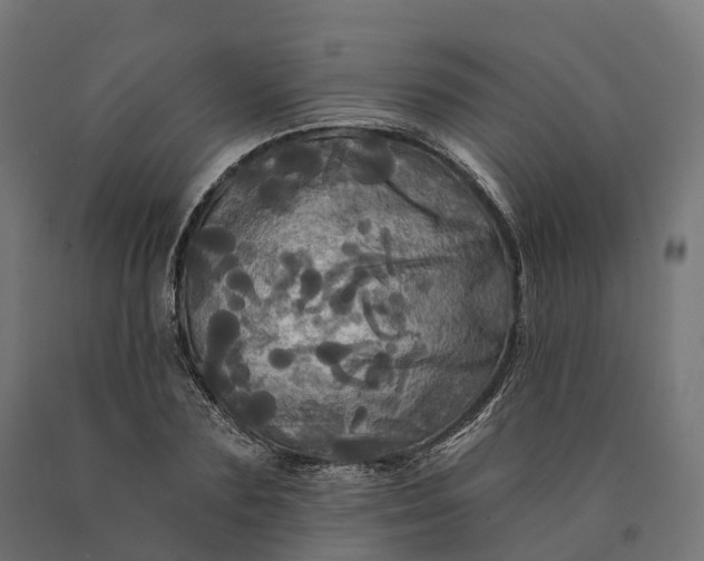 X0000090770883200708031650
