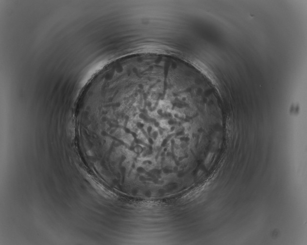 X0000090771067200708031647