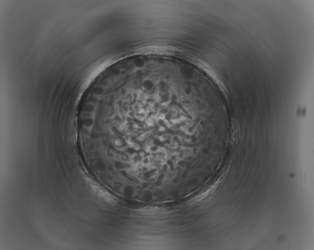 X0000090771075200708031647