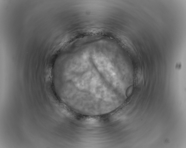 X0000090770236200708101817