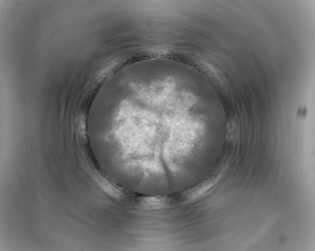 X0000090770238200708101817