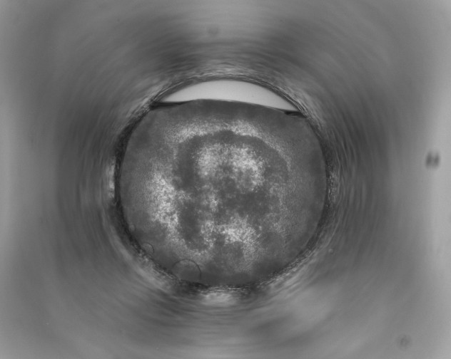 X0000090770358200708101815