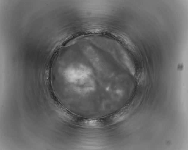 X0000090770365200708101815