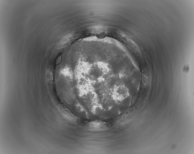 X0000090770375200708101815
