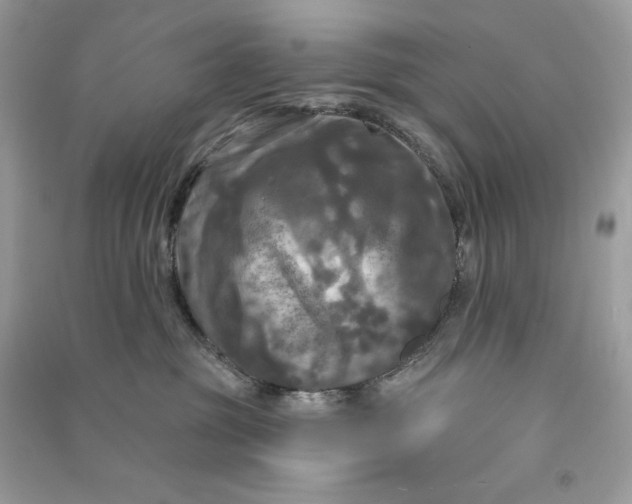 X0000090770381200708101815