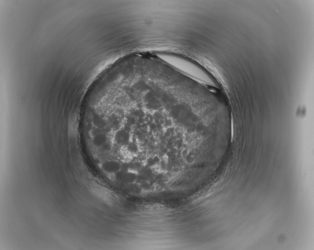 X0000090770483200708101813