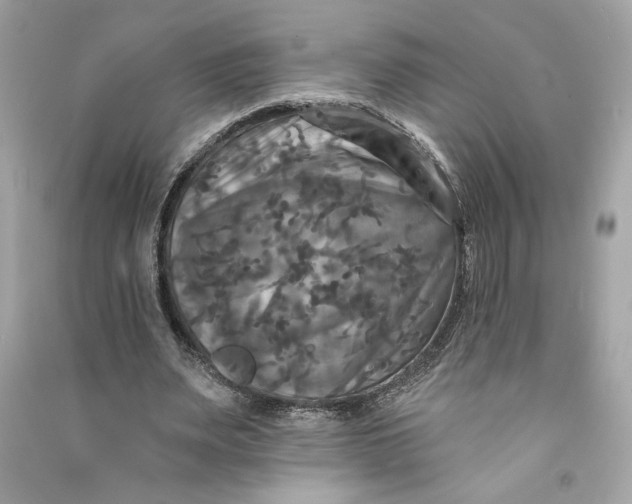 X0000090770487200708101813