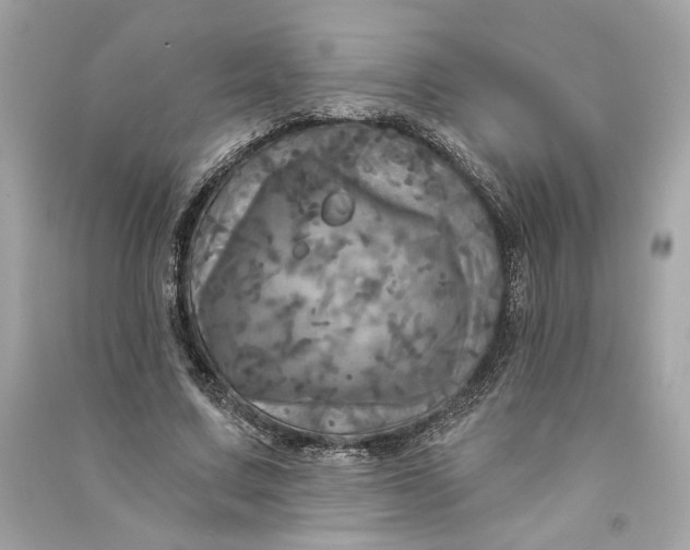 X0000090770683200708101810