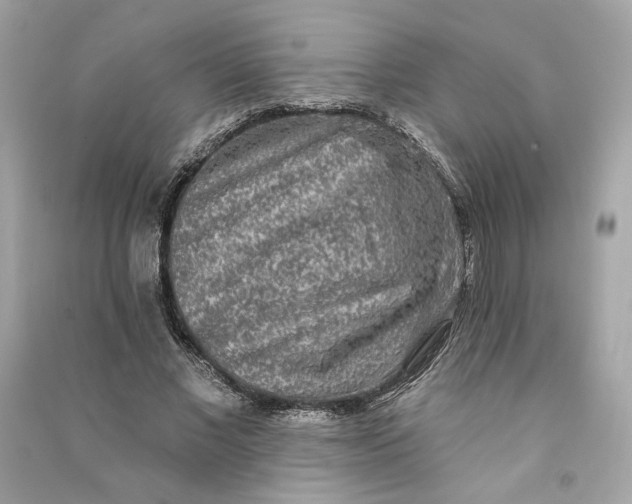 X0000090770685200708101810
