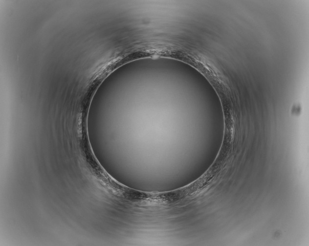 X0000090770696200708101810