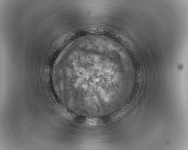 X0000090770757200708101810
