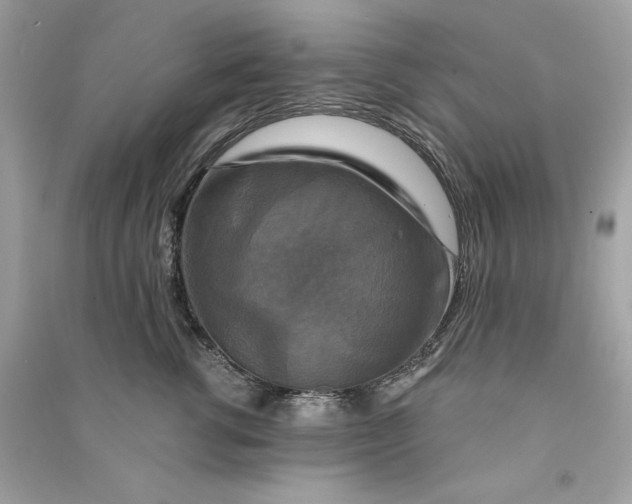 X0000090770762200708101810