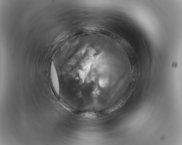 X0000090770765200708101810