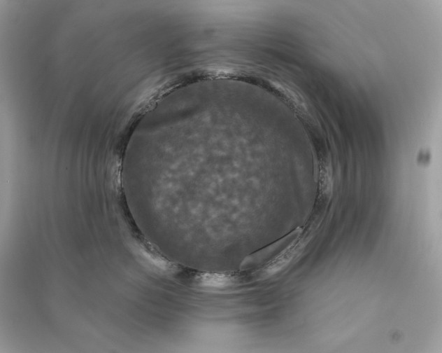 X0000090770766200708101810
