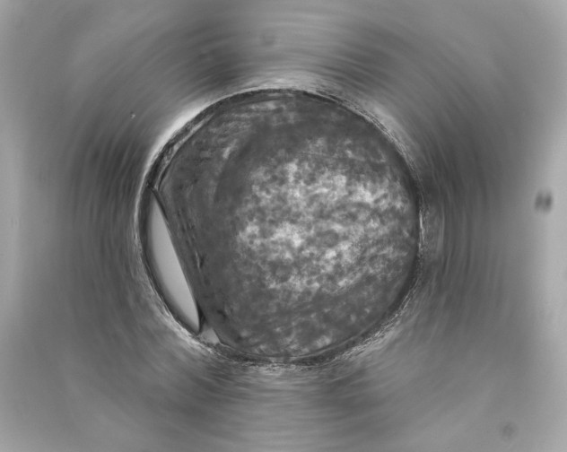 X0000090770780200708101809