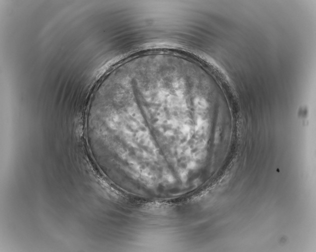 X0000090770929200708101807