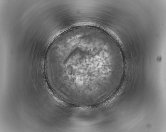 X0000090770937200708101807