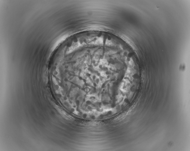X0000090771067200708101805