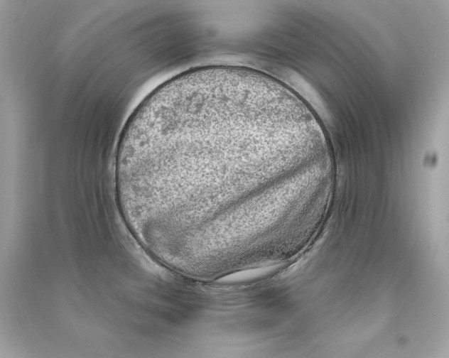X0000090771436200708101800