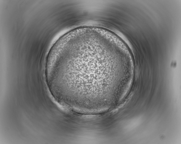 X0000090771437200708101800