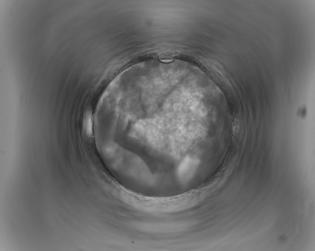 X0000090770046200708172116