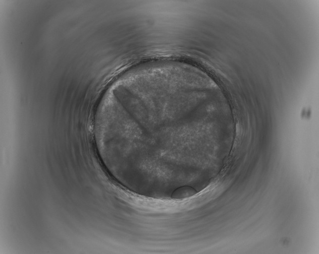 X0000090770048200708172116