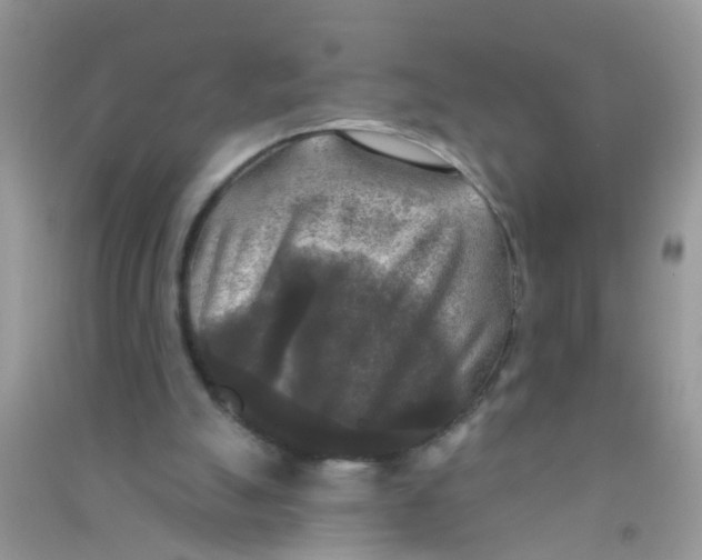 X0000090770055200708172116