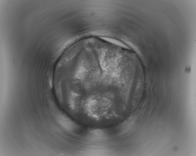 X0000090770062200708172116