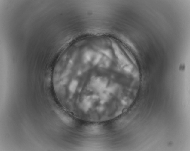 X0000090770065200708172116