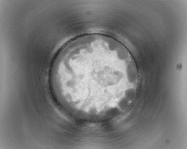 X0000090770155200708172115