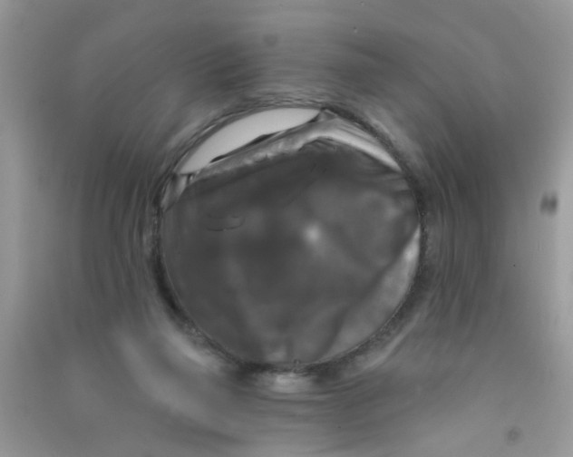 X0000090770165200708172115