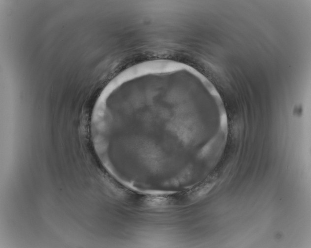 X0000090770181200708172115