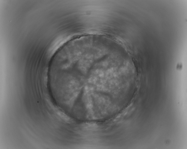 X0000090770194200708172115