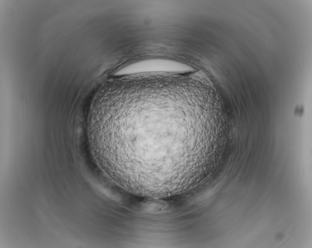 X0000090770215200708172114